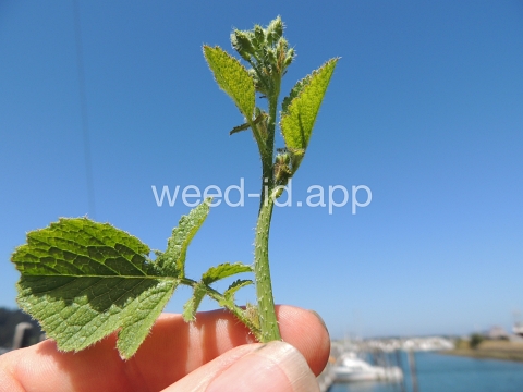 radish